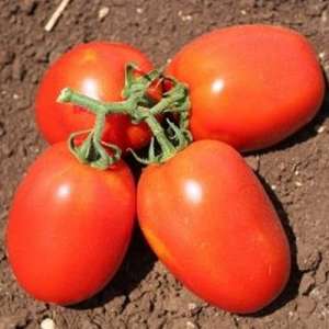 Галилея F1 - томат детерминантный, 5000 семян, Nickerson Zwaan фото, цена